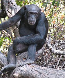 Szympans z wrocławskiego zoo dostał etat urzędnika