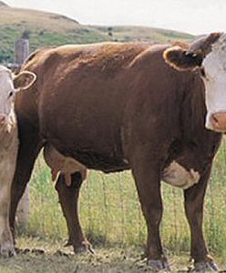 Zrelaksowane krowy dają więcej mleka