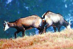 Coraz więcej kozic w Tatrach