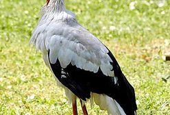 Do liczenia bocianów zatrudnię od zaraz