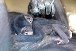 W krakowskim zoo przyszedł na świat szympansik