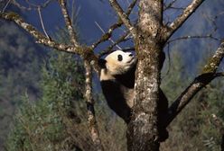 Wychowana w niewoli panda nie przetrwała na wolności