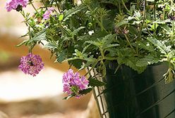 Rośliny potrafią rozpoznać swoich krewnych