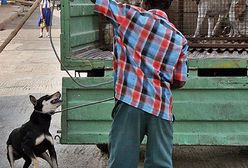 200 psów zastrzelonych podczas obławy