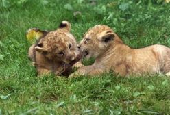 Zoo truje lwiątka, bo nie jest w stanie ich utrzymać