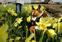 Rekordowo ciepły styczeń w Europie