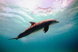 Delfiny i uchatki będą strzegły bazy morskiej