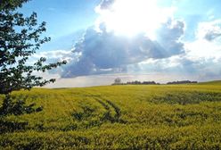 Billboardy Samoobrony na polu i w ogrodzie