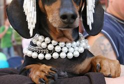 Pochód jamników w Krakowie