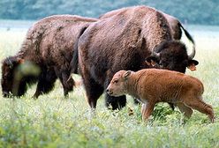 Ginie Puszcza Białowieska