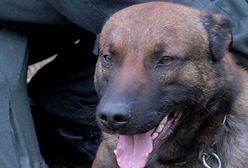 Psy na patrolu będą chodzić w butach