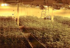 Gigantyczne plantacje marihuany w centrum Łodzi