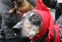 Jamniki opanowały krakowskie Stare Miasto