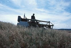 Rolnictwo ucierpi wskutek zmian klimatu?