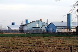 Znamy serie jajek ze skażonych ptasią grypą ferm