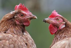 Nowe ognisko ptasiej grypy na Mazowszu