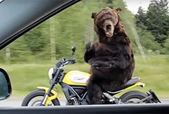 #dziejesiewmoto [150]: niedźwiedź na motocyklu, wypadek na Nurburgringu i szybka motorówka