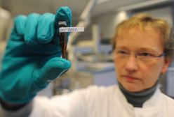 Wybito kilkaset świń, były skażone dioksynami