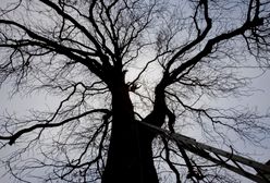 Ponad połowa drzew w stolicy może runąć