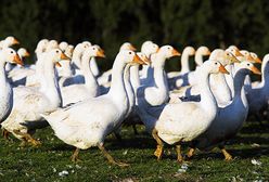 Nakarmią biednych gęsiną