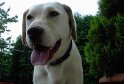 W tym mieście psy mogli wyprowadzać tylko dorośli