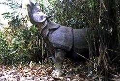 Na wolności żyje już tylko 50 ssaków tego gatunku