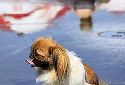 One są zagrożone upałem tak samo jak ludzie