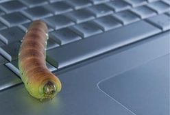 Spam - winny także emisji dwutlenku węgla