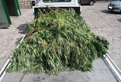Policjanci przechwycili 6 ton marihuany