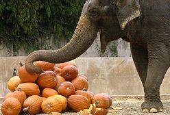 "Rodzicu, protestuj przeciw obchodom Halloween"