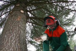 "Te choinki są okropne!"