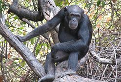 Szympans z wrocławskiego zoo dostał etat urzędnika