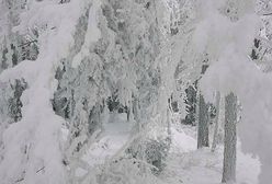 Śnieg, mróz i zamiecie - sytuacja pogodowa w Polsce