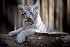 Chilijskie zoo świętuje narodziny białych tygrysków