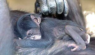 W krakowskim zoo przyszedł na świat szympansik