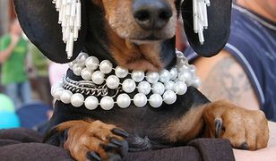 Pochód jamników w Krakowie