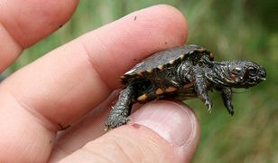 Na świat przychodzi nowe pokolenie żółwi błotnych