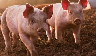 Prosiaczek będzie reklamować Wieprz