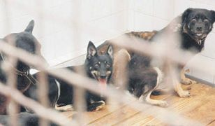 Brakuje miejsc dla porzucanych latem kotów i psów