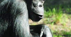 Sensacja u szympansów w gdańskim zoo