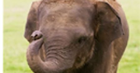 Wielkie i małe żarłoki z ZOO