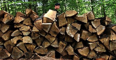 W lesie zabrakło drewna na opał
