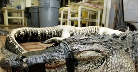 Aligator schwytał i uśmiercił włamywacza