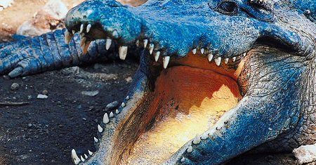 Wyprosili ją z samolotu z powodu krokodyla... z pluszu