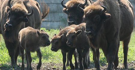 Narodziny pięciu żubrów w Puszczy Niepołomickiej