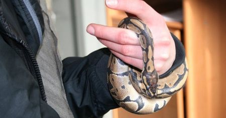 Podczas przesłuchania z dekoltu 19-latki wypełzł wąż