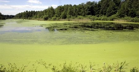 Ekolodzy zapowiadają "niespodziankę" dla rządzących