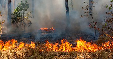 78 pożarów w ciągu doby - coraz groźniej w lasach
