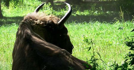 Bieszczady oczekują niezwykłych narodzin