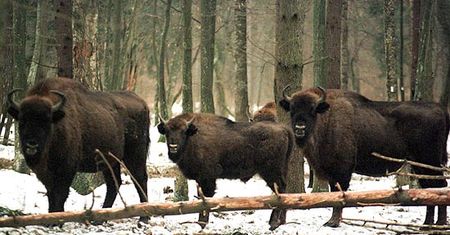 Będą strzelać do żubrów